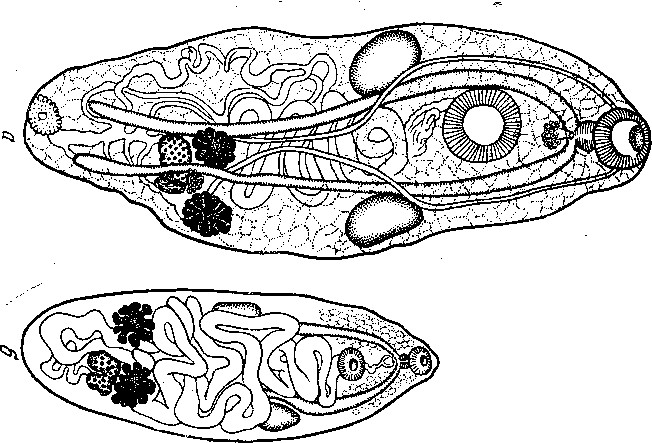 Представитель Семейства Dictysarcidae